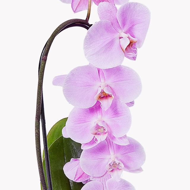 Orchidea Phalaenopsis Rosa