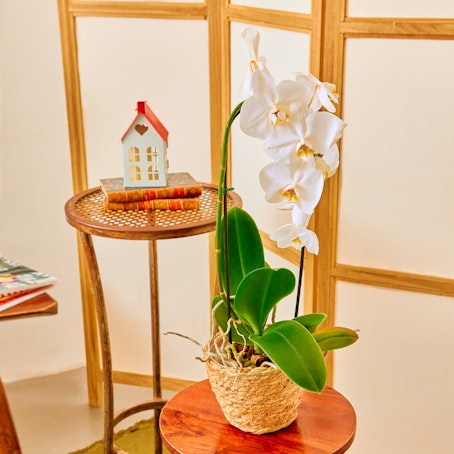 Orchidea Phalaenopsis Bianca