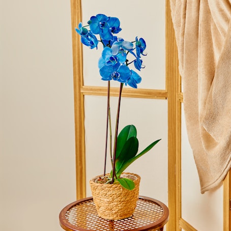 Orchidea Phalaenopsis Blu
