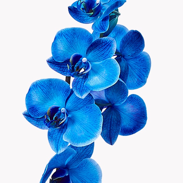 Orchidea Phalaenopsis Blu