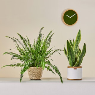 Sansevieria e Felce di Boston