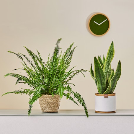 Sansevieria e Felce di Boston