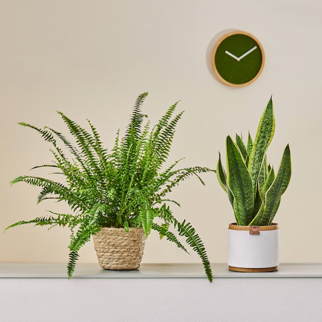 Sansevieria e Felce di Boston