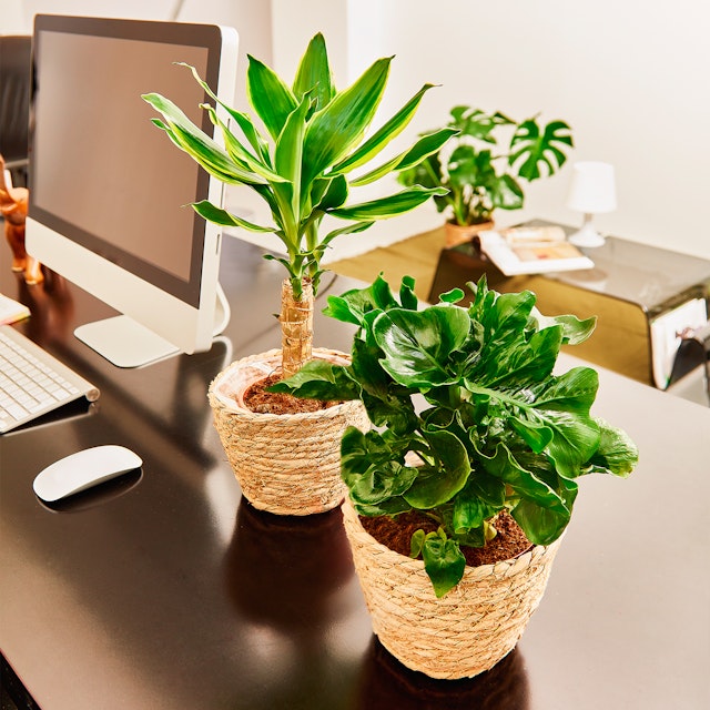 Tronchetto della felicità e Philodendron Nano