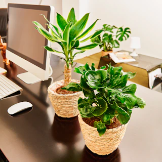 Tronchetto della felicità e Philodendron Nano