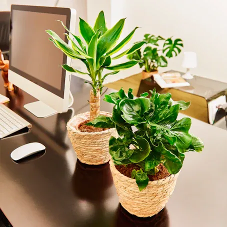 Tronchetto della felicità e Philodendron Nano