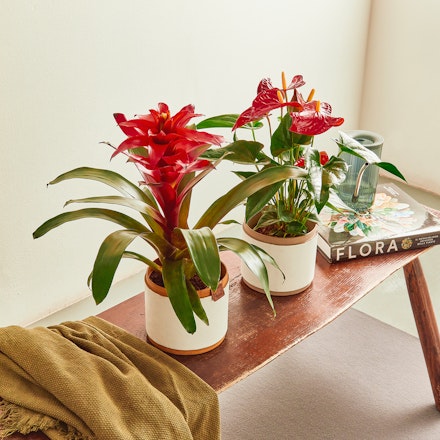 Guzmania Rossa e Anthurium Rosso