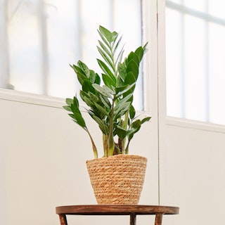 Zamioculcas Piccola