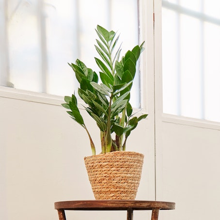 Zamioculcas Piccola