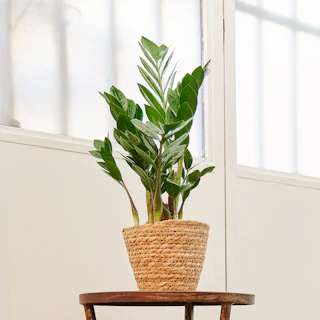 Zamioculcas Piccola