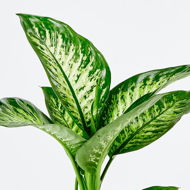 Dieffenbachia Tropical