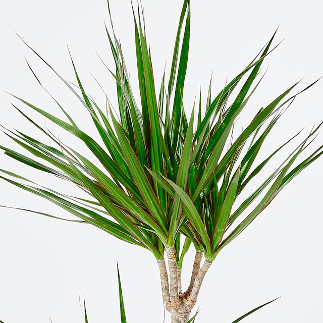 Dracena Marginata