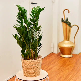 Zamioculcas Grande