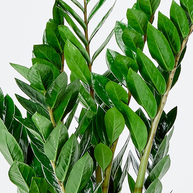 Zamioculcas Grande