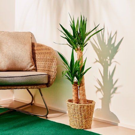 Yucca