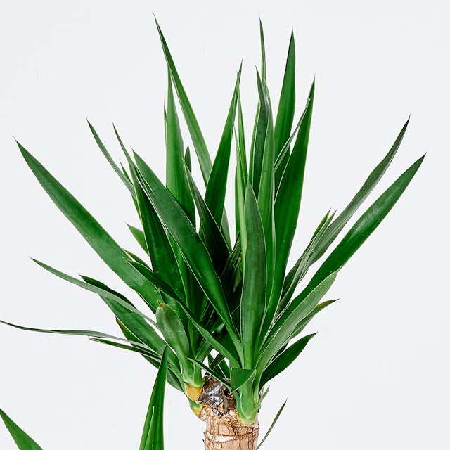 Yucca