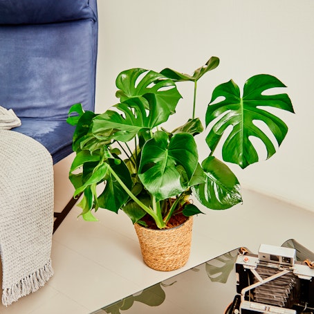 Monstera Deliciosa - Filodendro