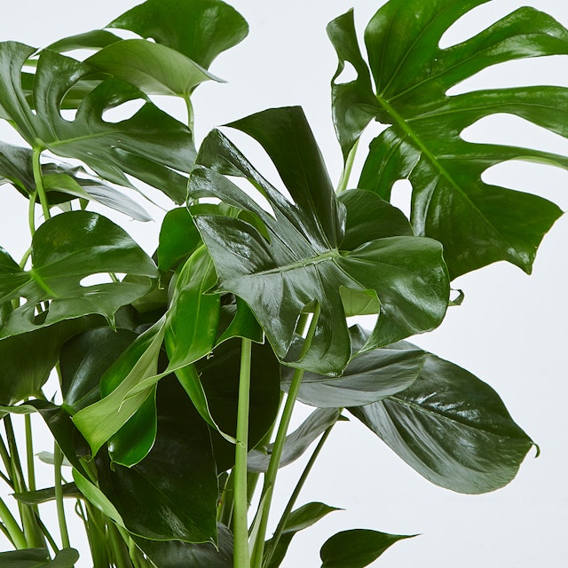 Monstera Deliciosa - Filodendro