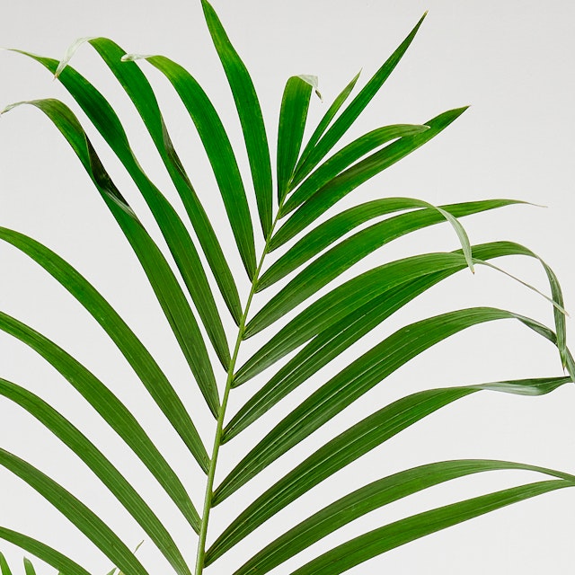 Kentia - Palma Kenzia