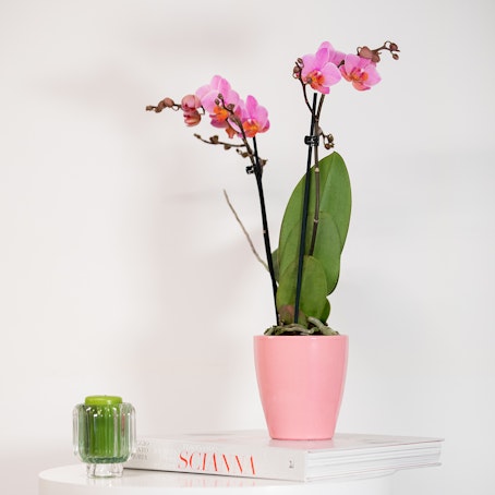 Orchidea Multiflora Rosa