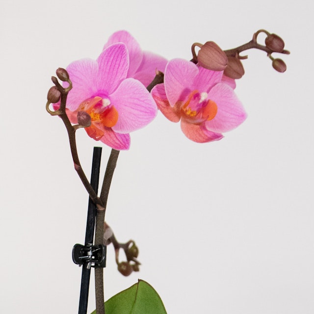Amore da favola - Orchidea Rosa e Smartbox