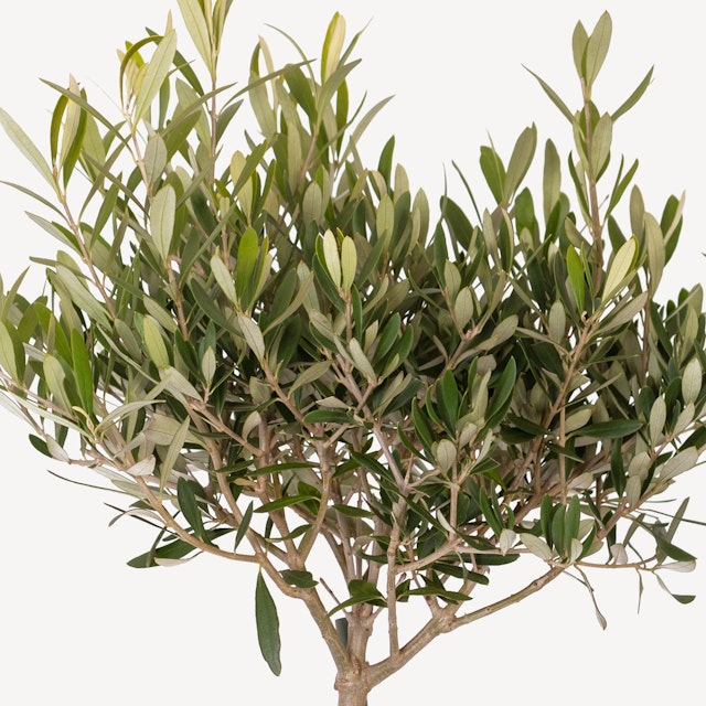 Pianta di Olivo
