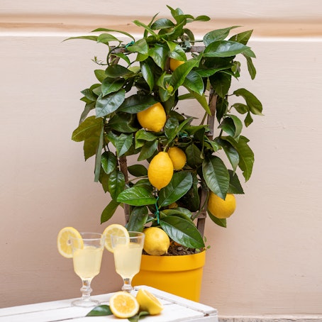 Pianta di Limone a Spalliera