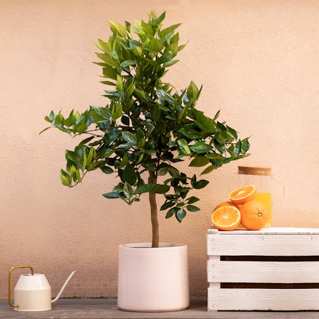 Pianta di Arancio