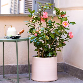 Pianta di Camelia