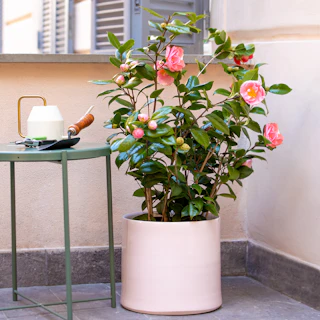 Pianta di Camelia
