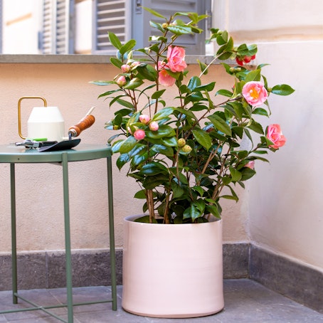 Pianta di Camelia