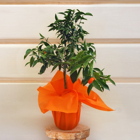 Pianta di Mandarancio