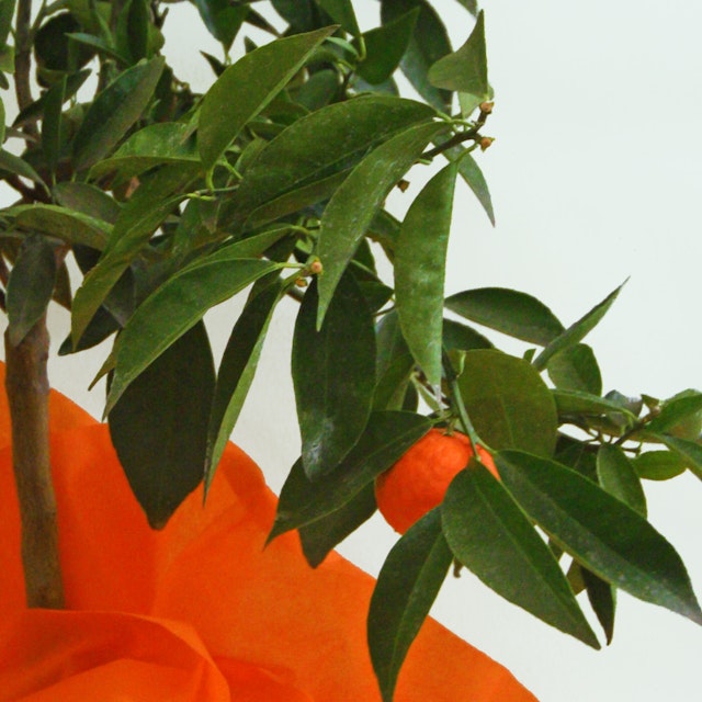 Pianta di Mandarancio