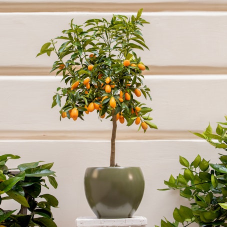 Kumquat