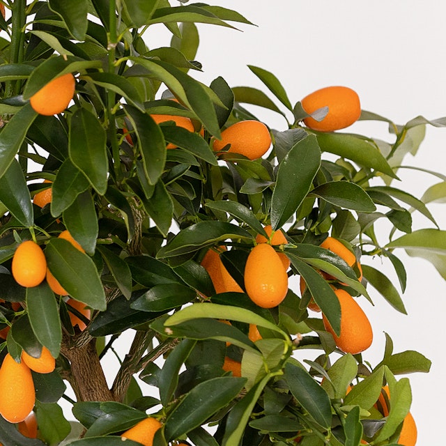 Kumquat