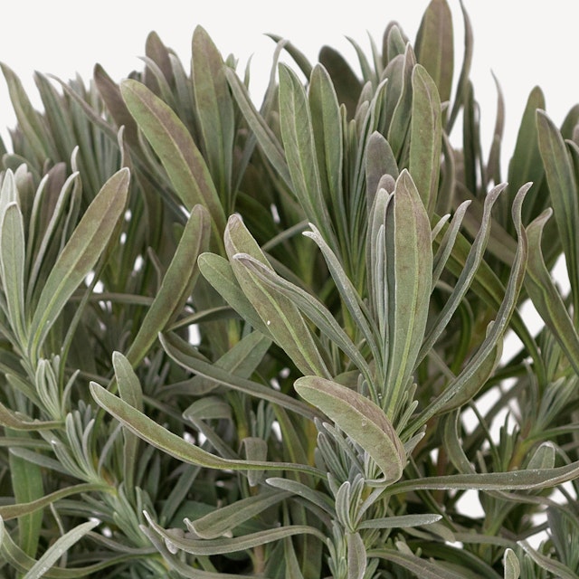 Pianta di Lavanda