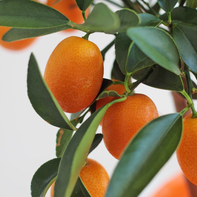 Calamondino Piccolo