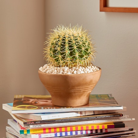 Echinocactus Grusonii