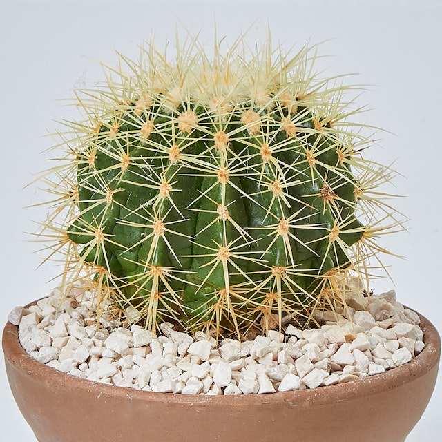 Echinocactus Grusonii