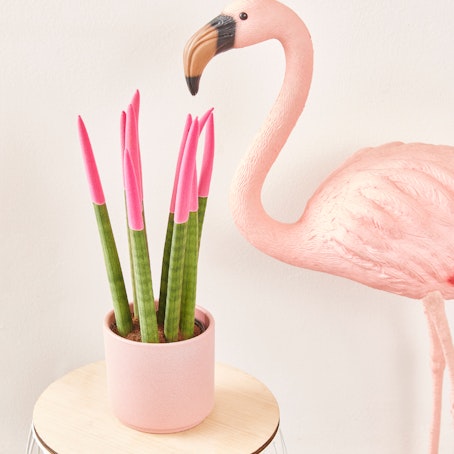 Sansevieria Cylindrica Velvet Rosa