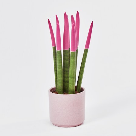 strelitzia kunstplant Strelitzia Artificial Plant 180 cm  Tropical & Maintenance-Free