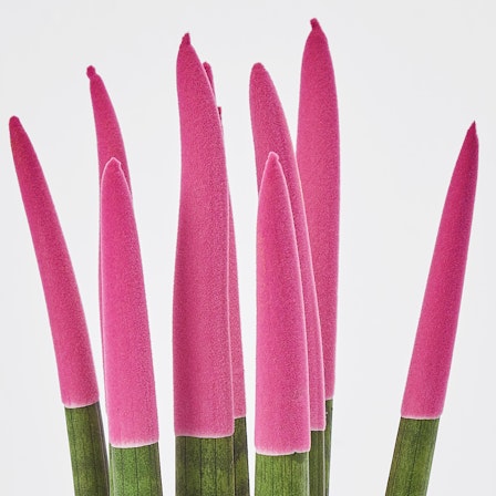 strelitzia 120 cm Strelitzia Artificial Plant main image 0