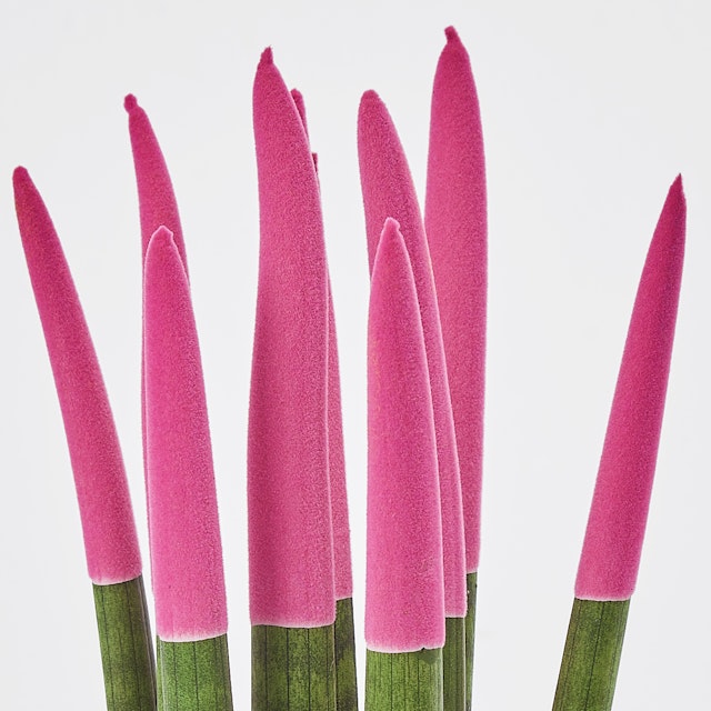 Sansevieria Cylindrica Velvet Rosa
