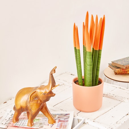 Sansevieria Cylindrica Velvet Arancione