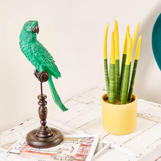 Sansevieria Cylindrica Velvet Gialla