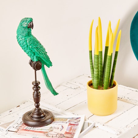 Sansevieria Cylindrica Velvet Gialla