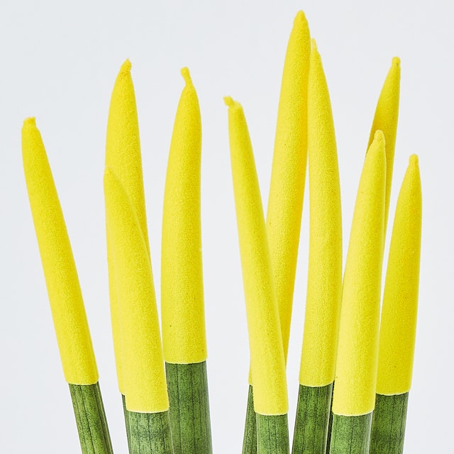 Sansevieria Cylindrica Velvet Gialla