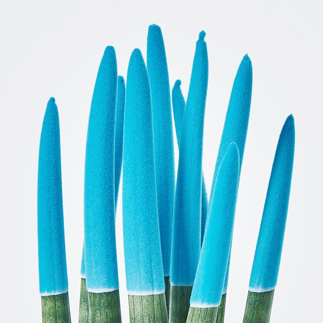 Sansevieria Cylindrica Velvet Azzurra