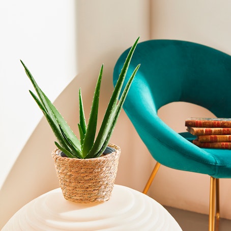 Aloe Vera Piccola