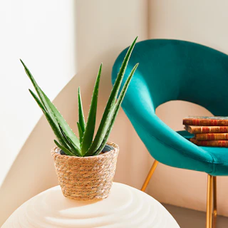 Aloe Vera Piccola